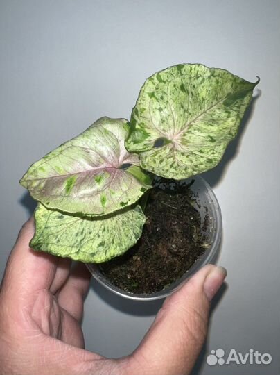 Сингониум Орм Тонг вар, Клубничный лед, Gray Ghost