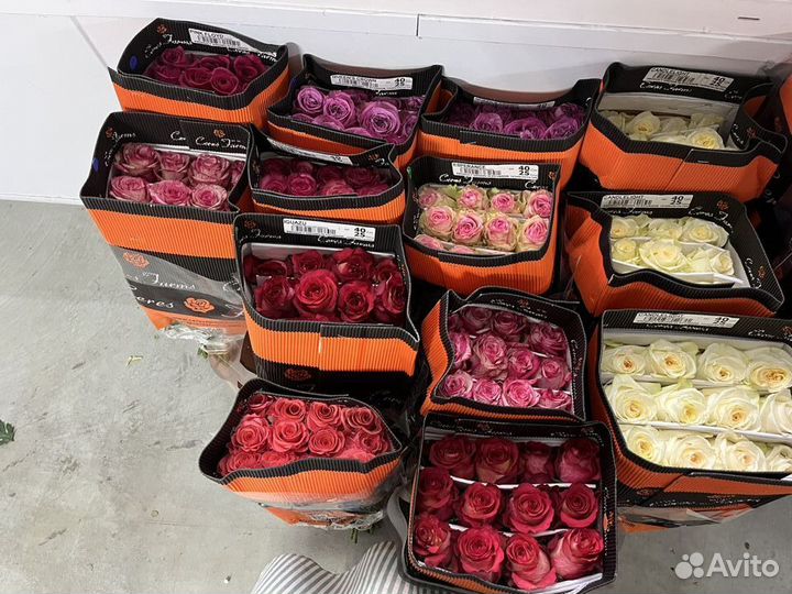 Цветы. Роза от