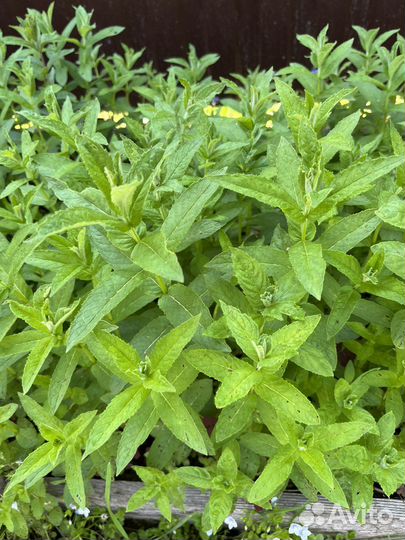 Мята, душица, пряные травы