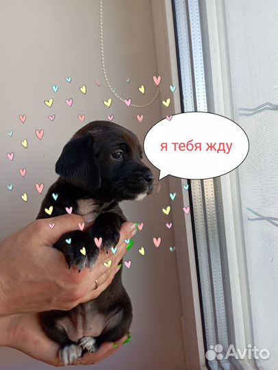 Отдам щенков в добрые руки