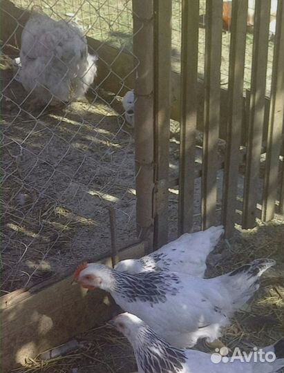 Куры молодки несушки с доставкой