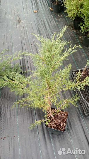 Можжевельники