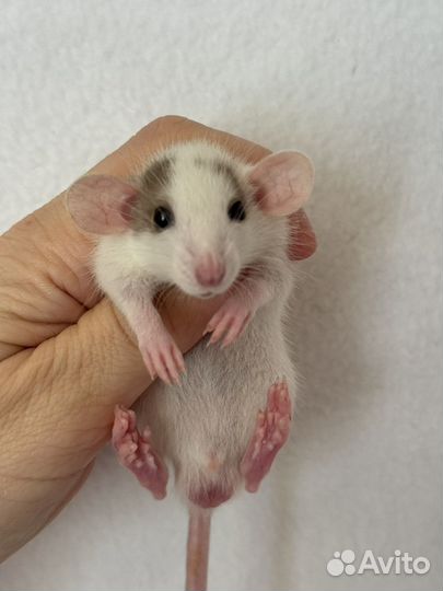 Крысята Дамбо малыши