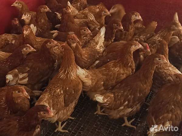 Куры, петухи