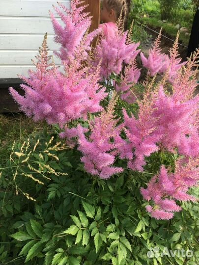 Астильба Peach Blossom