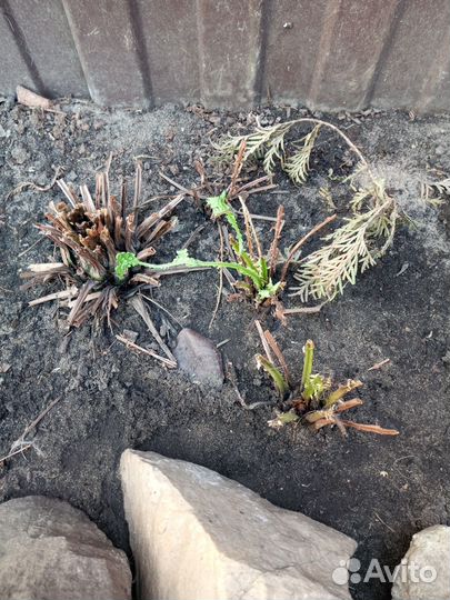 Папоротник