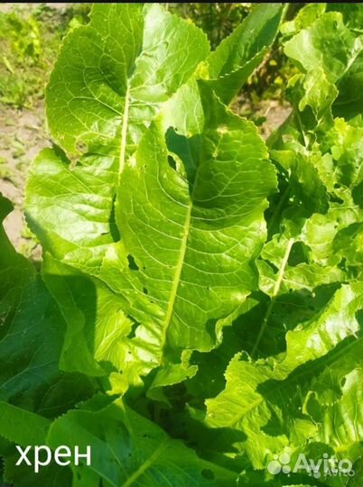 Листья и корень хрена