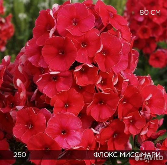 Флоксы метельчатые