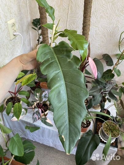 Филодендрон