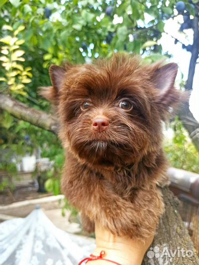 Шоколадный йорк