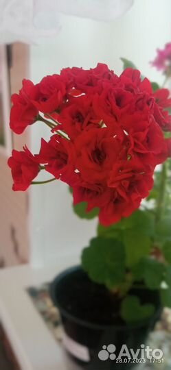 Комнатные цветы