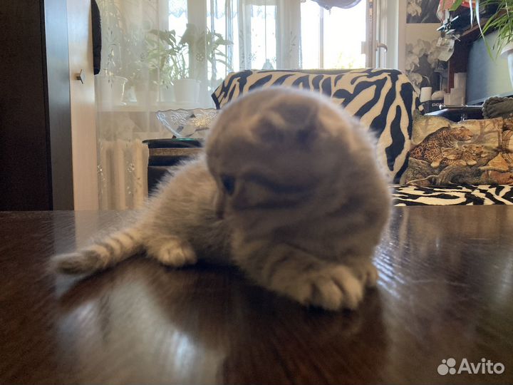 Шотландская вислоухая девочка 1 месяц