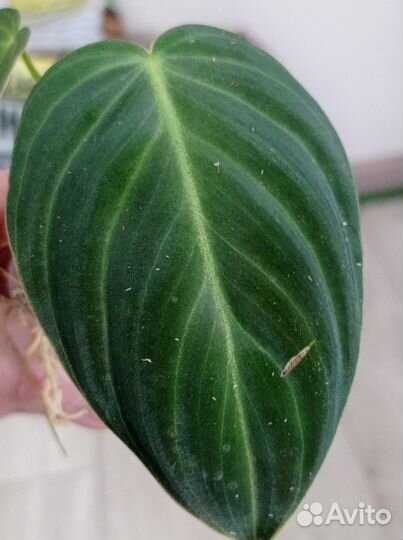 Филодендрон, стендапсус