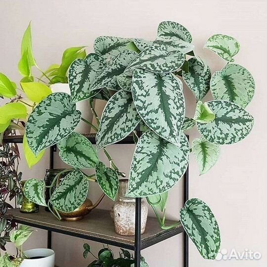 Сциндапсусы 3 вида