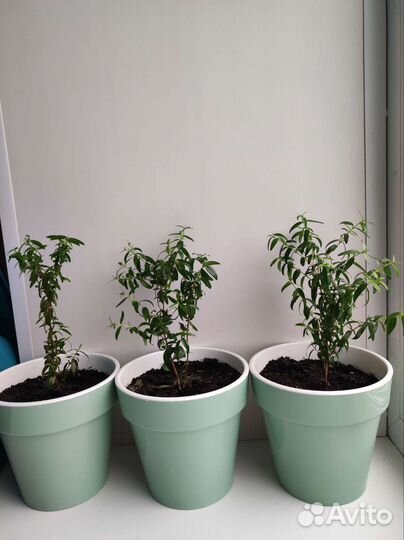 Мирт с горшком