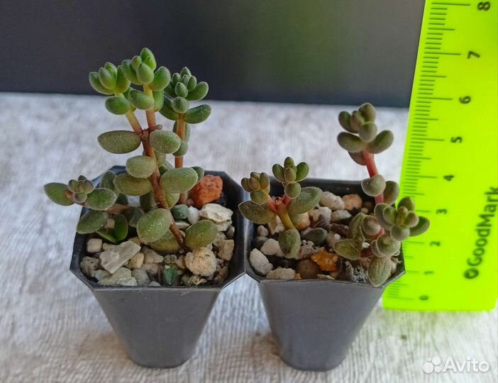 Седумы и другие суккуленты