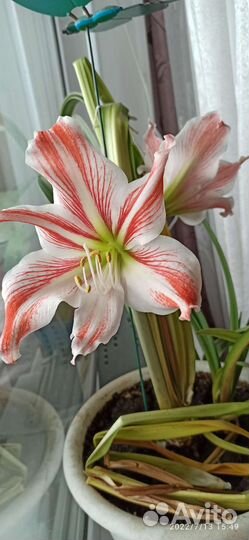 Гиппеаструм амариллис луковицы