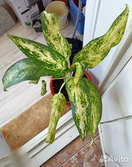 Аглаонема 60 см сортовая