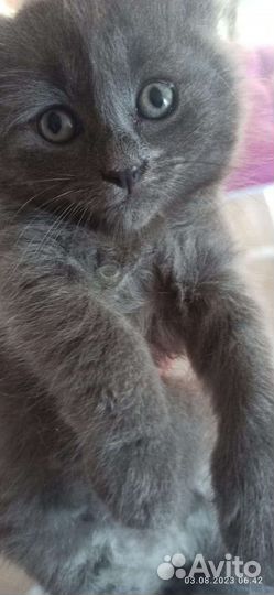 Котёнок (девочка )