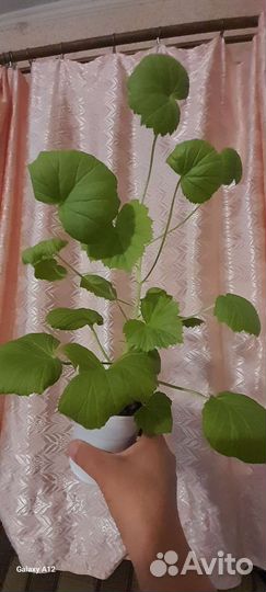 Королевская пеларгония, плюмерия, абутилон, фикус