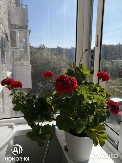 Пеларгония розебудная