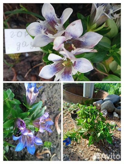 Горечавка и др