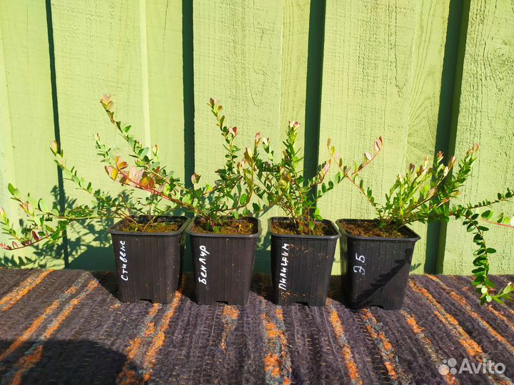 Клюква садовая (саженцы)