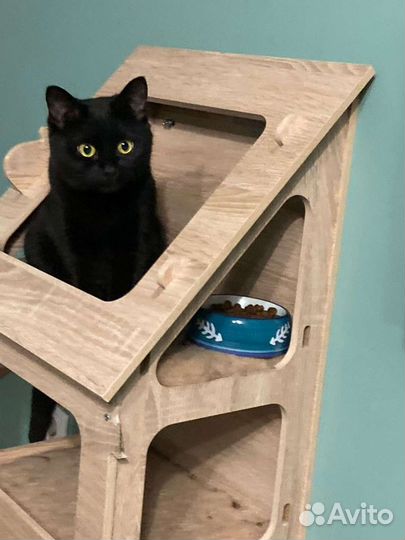 Кошка Плюша в добрые руки бесплатно