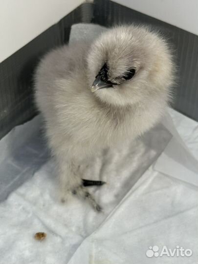 Цыплята падуаны,китайские шелковые и Льюянги