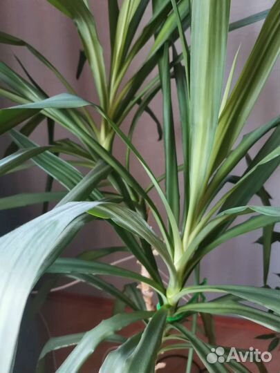 Панданус в горшке
