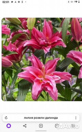 Лилия Roselily Далинда