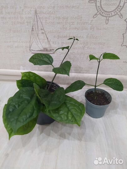 Излишки комнатных растений