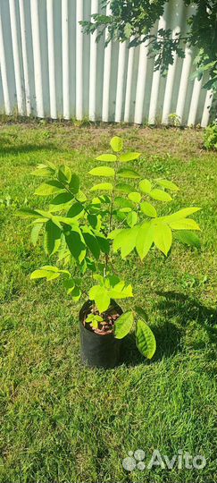 Саженцы без посредников Кедр,пихта,лиственница