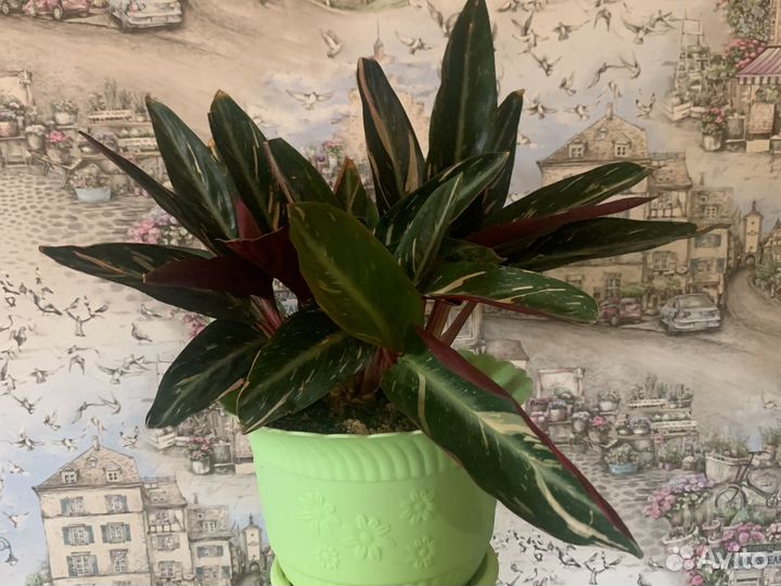 Цветок Страманта