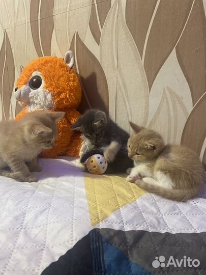 Котята в добрые руки бесплатно