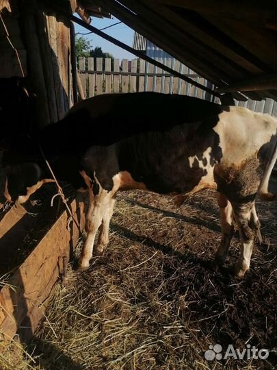 Бычки годовалые(продажа;обмен на авто)
