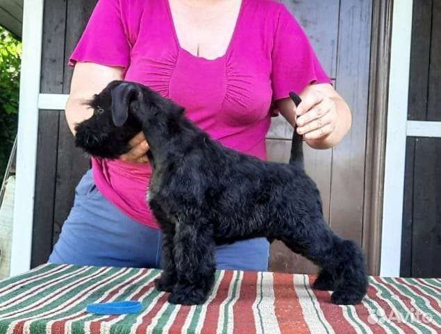 Цвергшнауцер