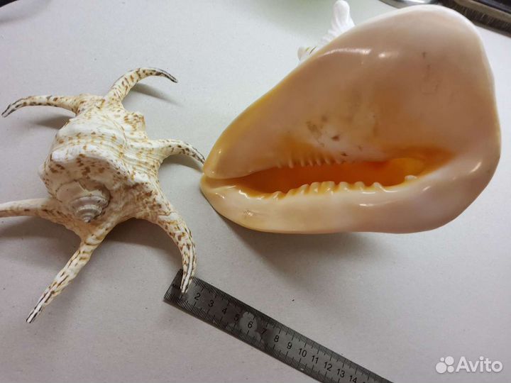 Ракушка морская большая, а маленькая в подарок