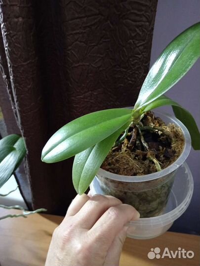 Орхидея фаленопсис