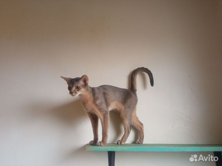 Абиссинская любовь