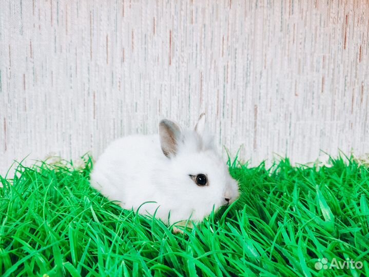 Кролик карликовый - очень редкий, королевский