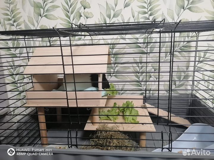 Морская свинка с клеткой