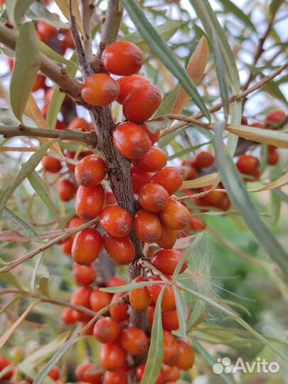 Облепиха саженцы