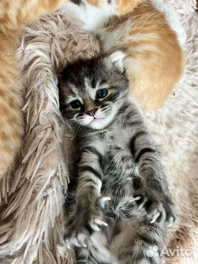 Котята