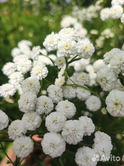 Цветы для вашего сада