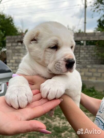 Щенки от лучших производителей