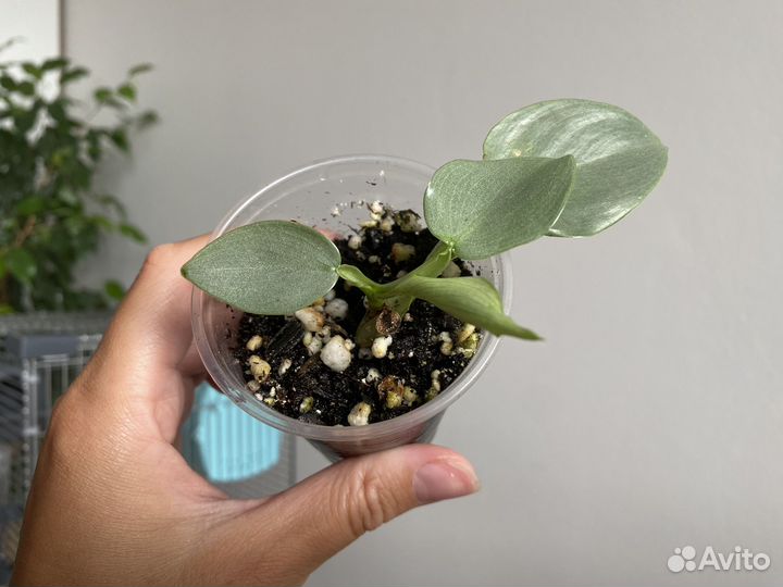 Сциндапсус неон, Филодендрон сильвер квин