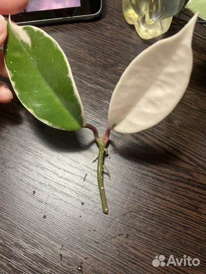 Хойя кримсон квин