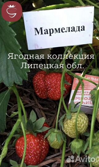 Саженцы (рассада) клубники