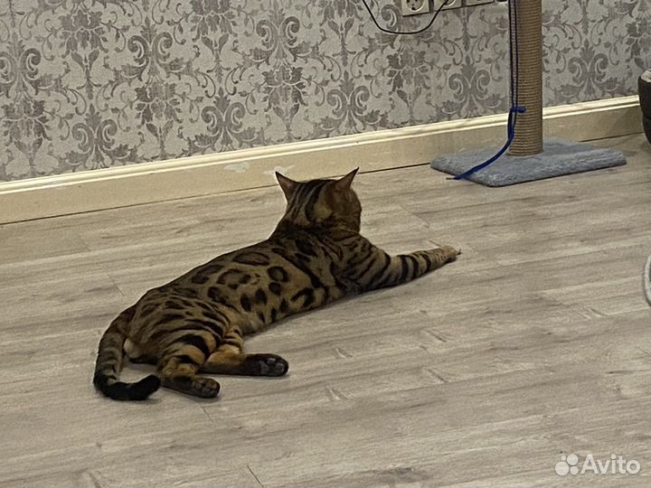 Бенгал на вязку